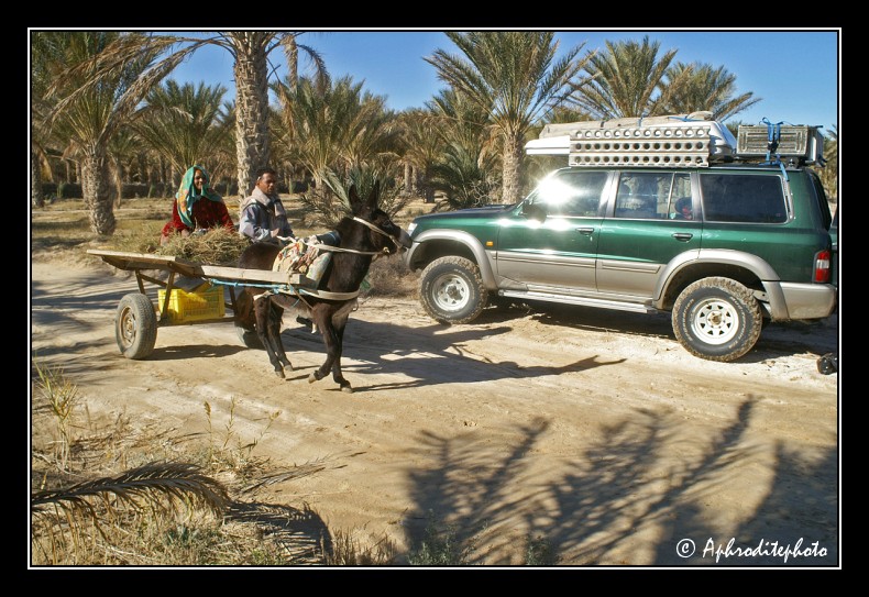 176 Rencontre insolite dans une palmeraie